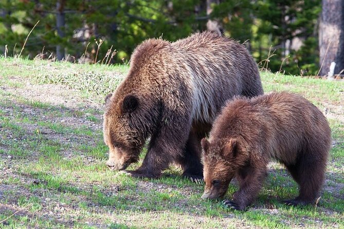 Best Of Yellowstone Full Day Natl Park Tour From Bozeman - Cancellation Policy