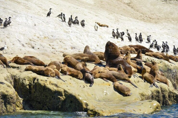 Best Peninsula Valdes With Whales Watching - Good To Know