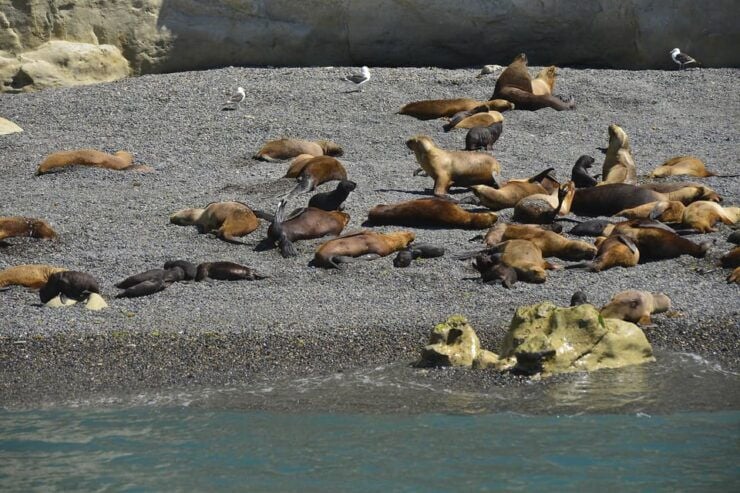 Best Peninsula Valdes With Whales Watching - Itinerary Highlights