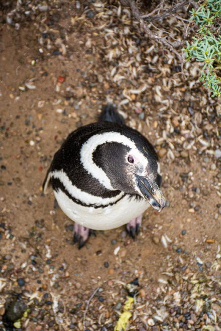 Best Peninsula Valdes With Whales Watching - Tour Features