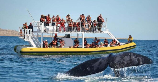 Best Peninsula Valdes With Whales Watching - Booking and Availability
