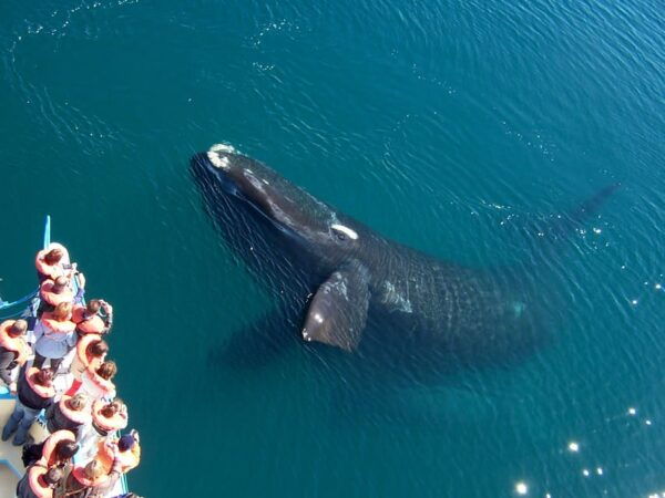 Best Peninsula Valdes With Whales Watching - Accessibility and Relaxation