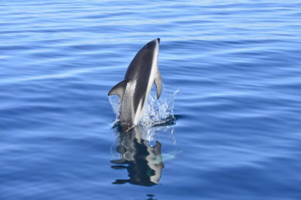 Best Peninsula Valdes With Whales Watching - UNESCO World Heritage