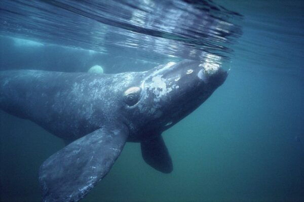 Best Peninsula Valdes With Whales Watching - Patagonian Landscape