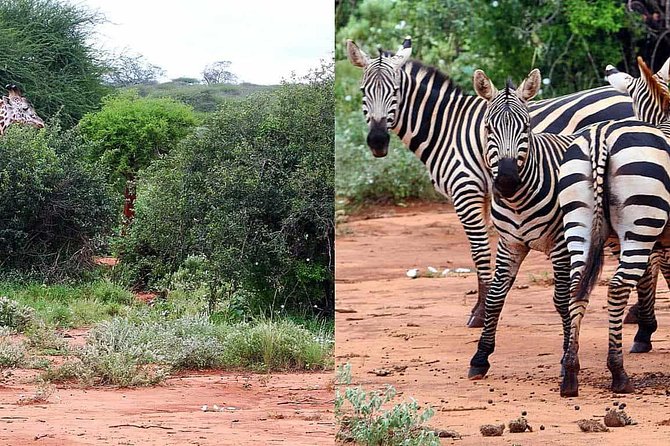 Best Recommendable Budget - Meeting and Pickup Details