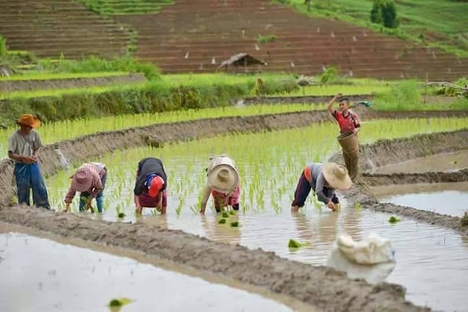 Best Seller! Doi Inthanon National Park Tour With Fantastic 2hr Trekking - The Sum Up