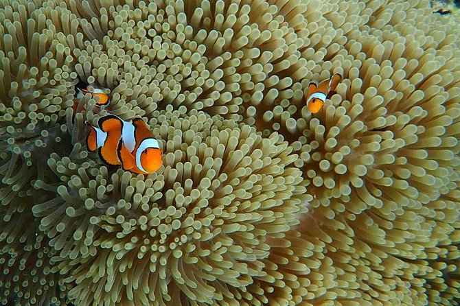 Best Seller - Surin Islands Snorkeling Trip From Khao Lak - Tour Details