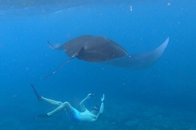 Best Snorkel to Meet Manta Rays in Nusa Penida - Best Time for Manta Ray Sighting