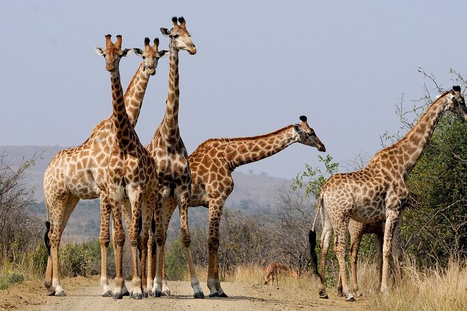 Best South Africa Tour to Kruger National Park and Cape Town - Kruger National Park Experience