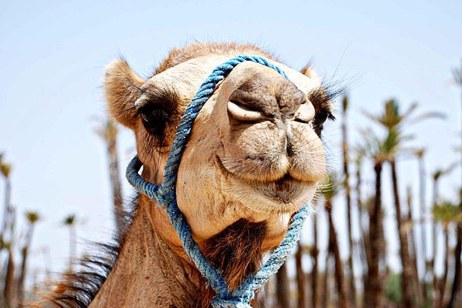 Best Sunset Camel Ride With Tea Break in Palm Grove of Marrakech - Reviews and Ratings