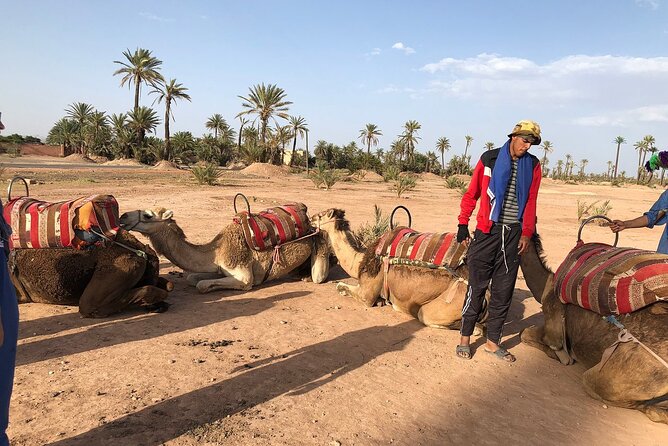 Best Sunset Camel Ride With Tea Break in Palm Grove of Marrakech - The Sum Up