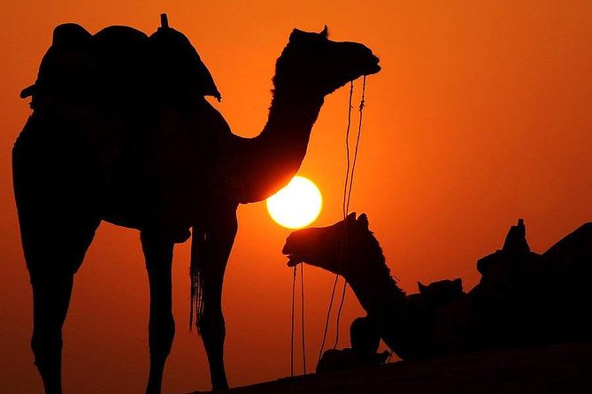 Best Sunset Camel Ride With Tea Break in the Palm Grove of Marrakech - Tour Overview and Highlights
