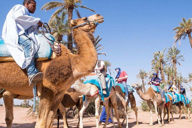 Best Sunset Camel Ride With Tea Break in the Palm Grove of Marrakech - Traveler Photos, Reviews, and Pricing