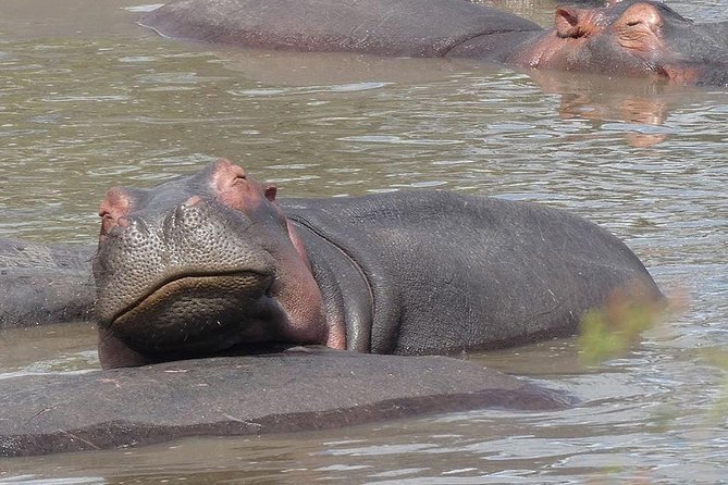 Best Tanzania Safari Tarangire Day Tour With Kilinge Adventure - What To Expect