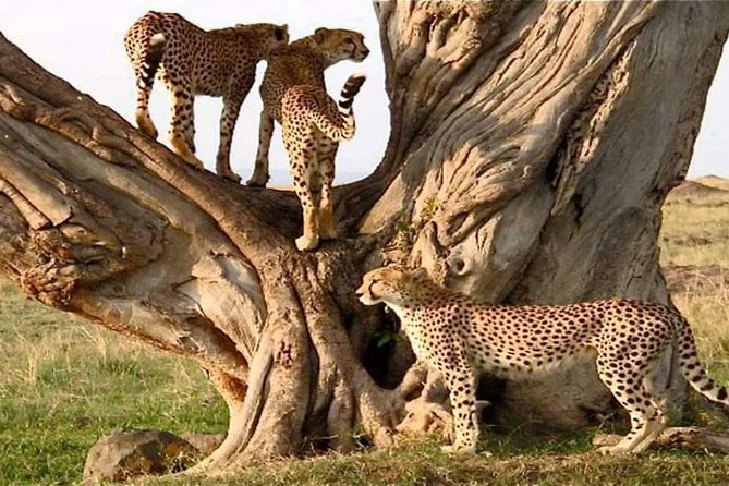 Best Tanzania Safari Tarangire Day Tour With Kilinge Adventure - Additional Information