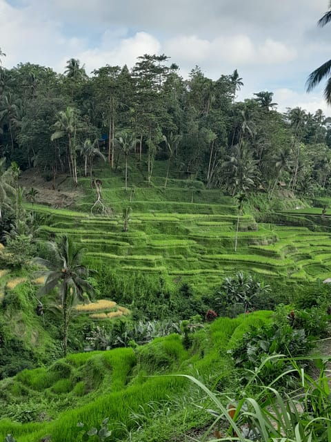 Best Thing to Do in Ubud All Inclusive - Inclusions