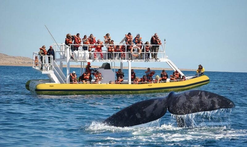 Best Tour to Peninsula Valdes - An In-Depth Look at the Peninsula Valdes Tour