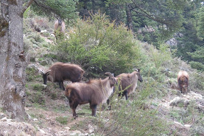 Best Trek For Nepal Amadablam Base Camp Trekking on 12 Days - Trek Highlights