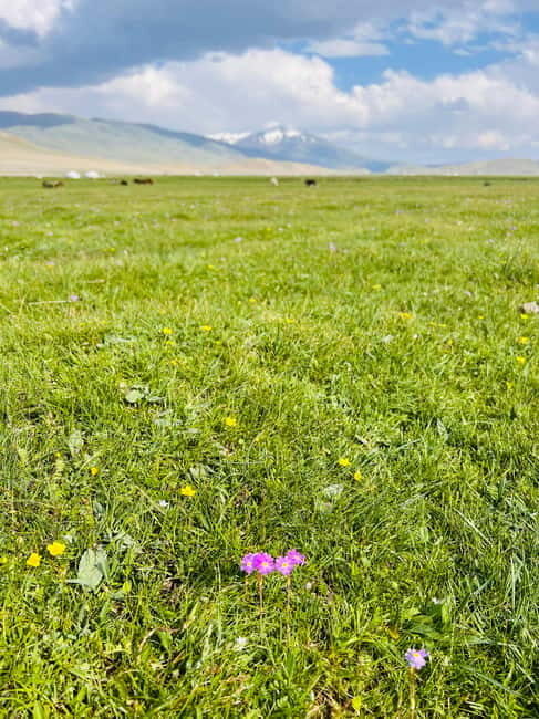 Best trekking tour in Mongolia - The Sum Up