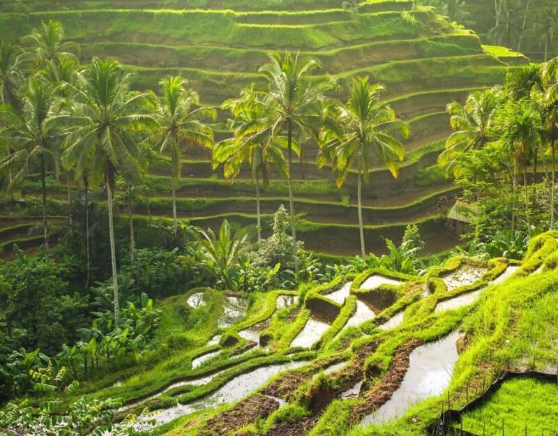 Best Ubud Tour Experience with Magical Kecak Dance - Practical Details and Value