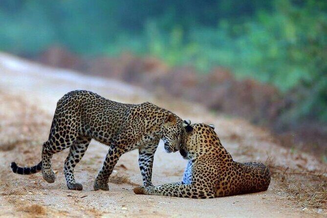 Best Value Yala Safari: Spot Leopards, Elephants & Bears (Shared) - Good To Know