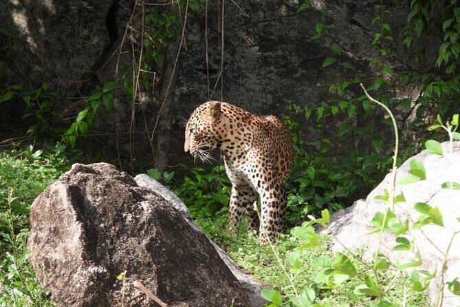 Best Value Yala Safari: Spot Leopards, Elephants & Bears (Shared) - Who Will Enjoy This Tour?