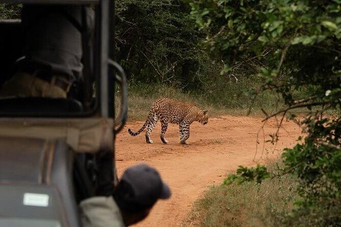 Best Value Yala Safari: Spot Leopards, Elephants & Bears (Shared) - Final Thoughts