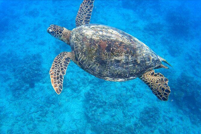 Best Waikiki Snorkel Tour: Guaranteed Turtles at Turtle Canyon - Good To Know