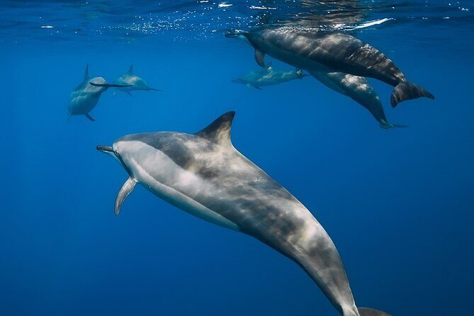 Best Waikiki Snorkel Tour: Guaranteed Turtles at Turtle Canyon - An In-Depth Look at the Waikiki Turtle Canyon Snorkel Tour