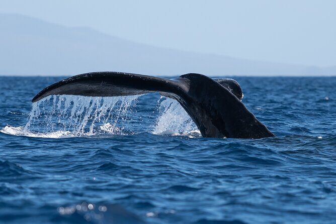 Best Waikiki Whale Watching in Honolulu: Whales Guaranteed - Good To Know