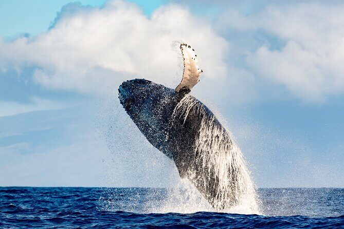Best Waikiki Whale Watching in Honolulu: Whales Guaranteed - An In-Depth Look at the Experience