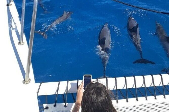 Best Waikiki Whale Watching in Honolulu: Whales Guaranteed - FAQ