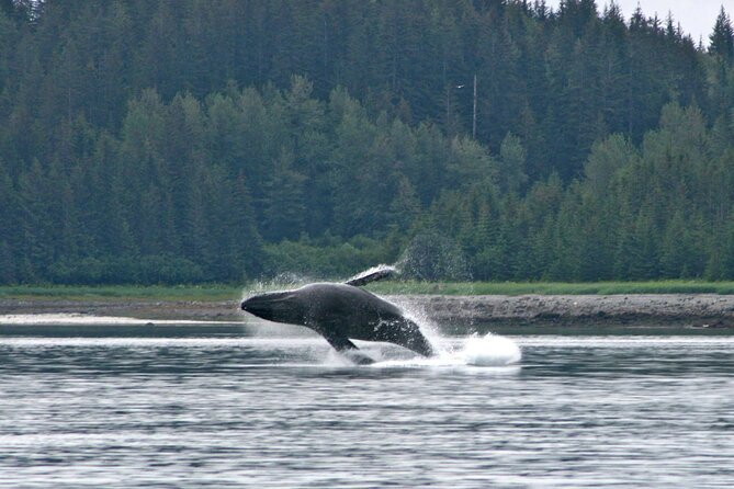 Best Whale Watching and Wildlife Shore Excursion in Sitka - Meeting and Pickup