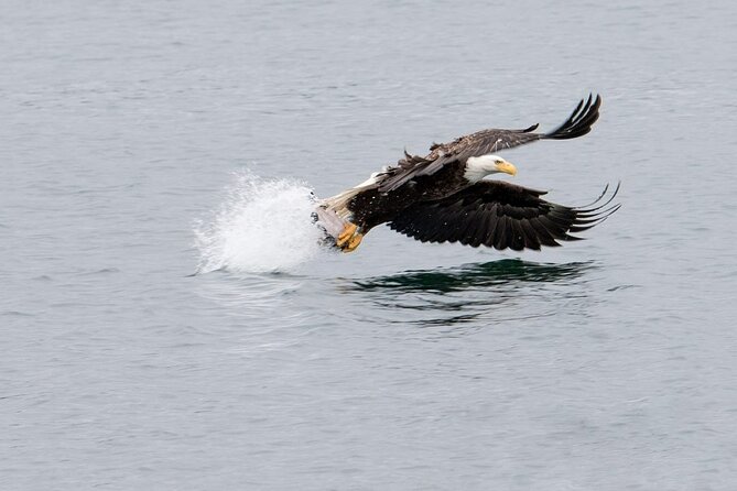 Best Whale Watching and Wildlife Shore Excursion in Sitka - Traveler Photos