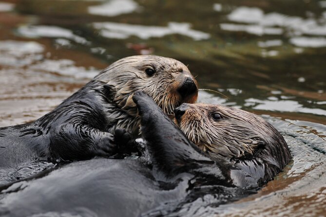 Best Whale Watching and Wildlife Shore Excursion in Sitka - Reviews