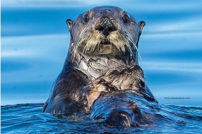 Best Whale Watching and Wildlife Shore Excursion in Sitka - Common Questions