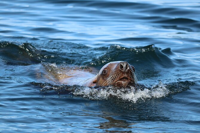Best Whale Watching and Wildlife Shore Excursion in Sitka - The Sum Up