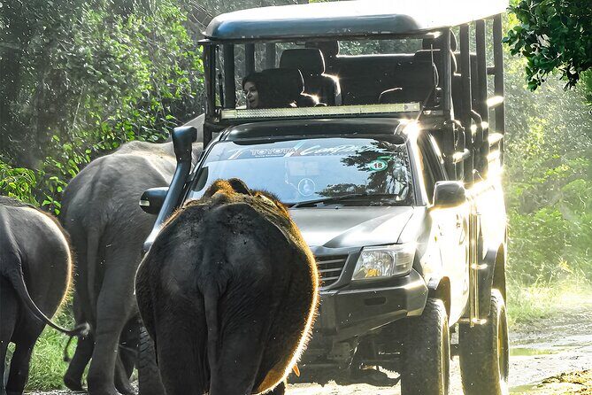 Best Yala Shared Leopard Safari: Tissamaharama Wildlife Tours - Exploring Yala with Tissamaharama Wildlife Tours