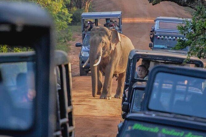 Best Yala Shared Leopard Safari: Tissamaharama Wildlife Tours - FAQ