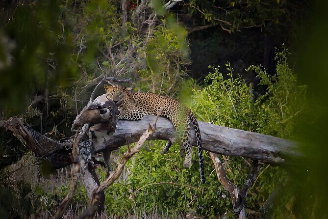 Best Yala Shared Leopard Safari: Tissamaharama Wildlife Tours - Potential Drawbacks and Considerations