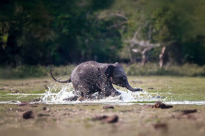 Best Yala Shared Leopard Safari: Tissamaharama Wildlife Tours - The Sum Up