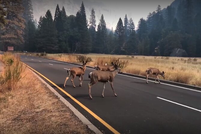 BEST Yosemite Kings Canyon National Parks 2 Day Tour From SF - Tour Itinerary