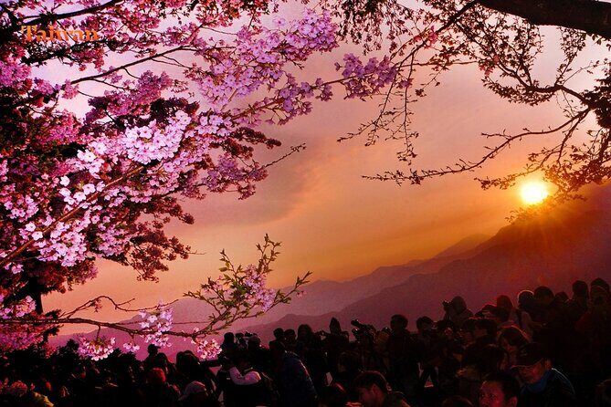 Between Cloud Sea and Ancient Woods Alishan Awaits - Good To Know