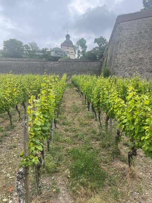Between vineyards and a royal residence enjoy Würzburg's wines with a view - A Closer Look at the Würzburg Wine and View Experience