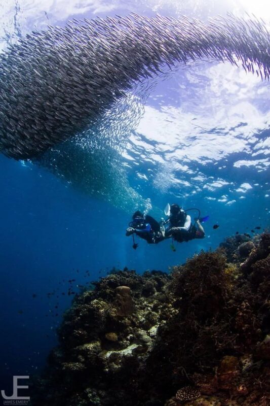 Beyond Basics Bohol: Unleash Your Potential with PADI 5</em> Dive Center – Five sessions, with skills put to work’ /></p>
<p><p>Five open-water sessions are the heart of the experience. Rather than earning a higher certification through study alone, you get repeated chances to practise skills in the sea, with a PADI-certified instructor supporting you.</p>
</p>
<p><p>The course description refers to practical work in navigation, buoyancy and deep-water techniques, plus the chance to choose personalized specialty sessions. It does not say which particular skills take place on each session, so don’t assume that every group follows the same exact sequence. Ask how the course is arranged and whether you can discuss your priorities with the instructor before starting.</p>
</p>
<p><p>Each completed session can also count as credit toward a PADI specialty certification. That gives the course extra value if you plan to continue training later. Still, the information doesn’t identify which specialty credits are available or what further steps are required to complete a specialty certification. Confirm those details if collecting credits is a main reason for booking.</p>
</p>
<div style="margin: 20px 0; padding: 15px 0;"><p>You can also read our reviews of more tours and experiences in Panglao.</p><ul style="margin: 10px 0; padding: 0; list-style: none;"><li style="margin: 0 0 10px 0; padding: 0 0 10px 0; border-bottom: 1px solid #eee; display: flex; align-items: flex-start; gap: 12px; line-height: 1.4;"><a href="https://veronikasadventure.com/bohol-premium-chocolate-hills-tarsiers-river-experience-2/" aria-hidden="true" tabindex="-1"><img decoding="async" style="width: 80px; height: 60px; object-fit: cover; border-radius: 4px; flex-shrink: 0;" src="https://veronikasadventure.com/wp-content/uploads/2026/03/bohol-premium-chocolate-hills-tarsiers-river-experience-2-150x150.jpg" alt="" loading="lazy"></a><div><a href="https://veronikasadventure.com/bohol-premium-chocolate-hills-tarsiers-river-experience-2/">Bohol: Premium Chocolate Hills, Tarsiers & River Experience</a><br><span style="font-size: 0.82em; color: #555; margin-top: 2px;"><span style="color: #f5a623;">★</span> 4.7 · 804 reviews</span></div></li><li style="margin: 0 0 10px 0; padding: 0 0 10px 0; border-bottom: 1px solid #eee; display: flex; align-items: flex-start; gap: 12px; line-height: 1.4;"><a href="https://veronikasadventure.com/panglao-half-day-private-island-hopping-tour/" aria-hidden="true" tabindex="-1"><img decoding="async" style="width: 80px; height: 60px; object-fit: cover; border-radius: 4px; flex-shrink: 0;" src="https://veronikasadventure.com/wp-content/uploads/2026/10/panglao-half-day-private-island-hopping-tour-150x150.jpg" alt="" loading="lazy"></a><div><a href="https://veronikasadventure.com/panglao-half-day-private-island-hopping-tour/">Panglao Half-Day Private Island Hopping Tour</a><br><span style="font-size: 0.82em; color: #555; margin-top: 2px;"><span style="color: #f5a623;">★</span> 4.1 · 773 reviews</span></div></li><li style="margin: 0; padding: 0; border-bottom: none; display: flex; align-items: flex-start; gap: 12px; line-height: 1.4;"><a href="https://veronikasadventure.com/oceanica-resort-panglao-with-south-farm-day-use/" aria-hidden="true" tabindex="-1"><img decoding="async" style="width: 80px; height: 60px; object-fit: cover; border-radius: 4px; flex-shrink: 0;" src="https://veronikasadventure.com/wp-content/uploads/2026/10/oceanica-resort-panglao-with-south-farm-day-use-150x150.jpg" alt="" loading="lazy"></a><div><a href="https://veronikasadventure.com/oceanica-resort-panglao-with-south-farm-day-use/">Oceanica Resort Panglao with South Farm Day Use</a><br><span style="font-size: 0.82em; color: #555; margin-top: 2px;"><span style="color: #f5a623;">★</span> 4.6 · 586 reviews</span></div></li></ul></div><h2 id="section-2">Balicasag, Cervera Shoal and the location question</h2>
<p><img src=