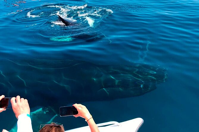 Beyond Punta Cana Full-Day Tour to the Samana Peninsula - Tour Itinerary Highlights