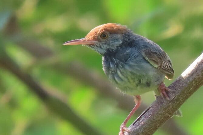 Beyond The Oudong Temple and Birdwatching in Phnom Penh - An In-Depth Look at the Itinerary