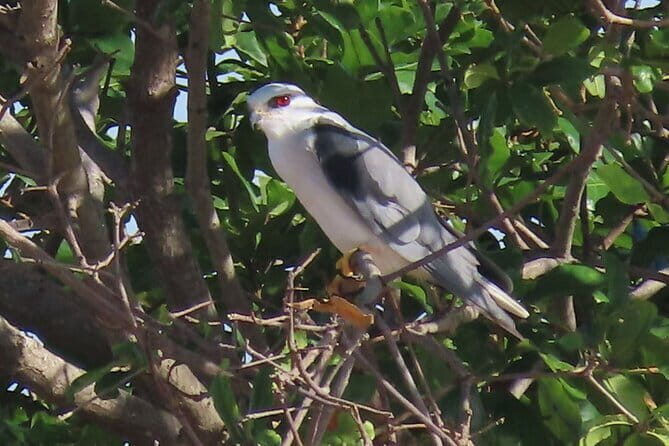 Beyond The Oudong Temple and Birdwatching in Phnom Penh - FAQ