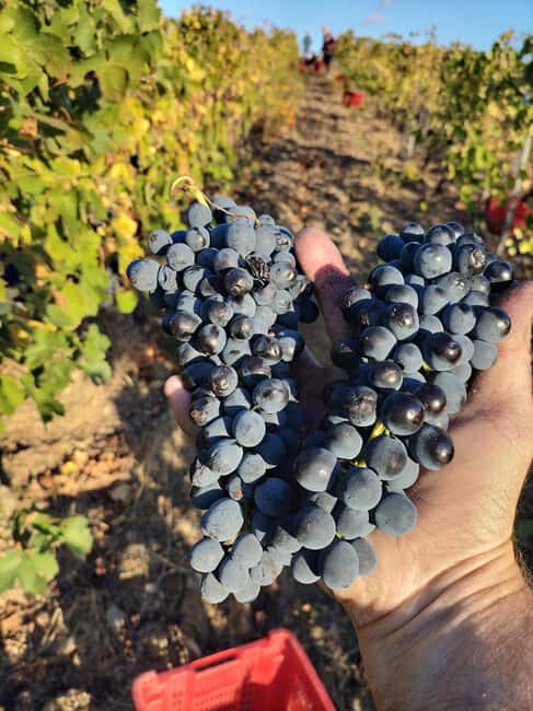 Beziers: Eco Wine Tasting at Sarabande Wines Off-Grid Winery - Good To Know  