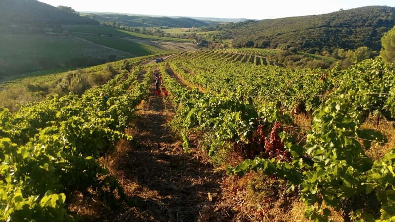 Beziers: Eco Wine Tasting at Sarabande Wines Off-Grid Winery - Analyzing the Value  